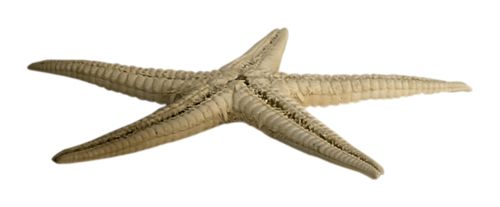 Starfish PNG    图片编号:37357