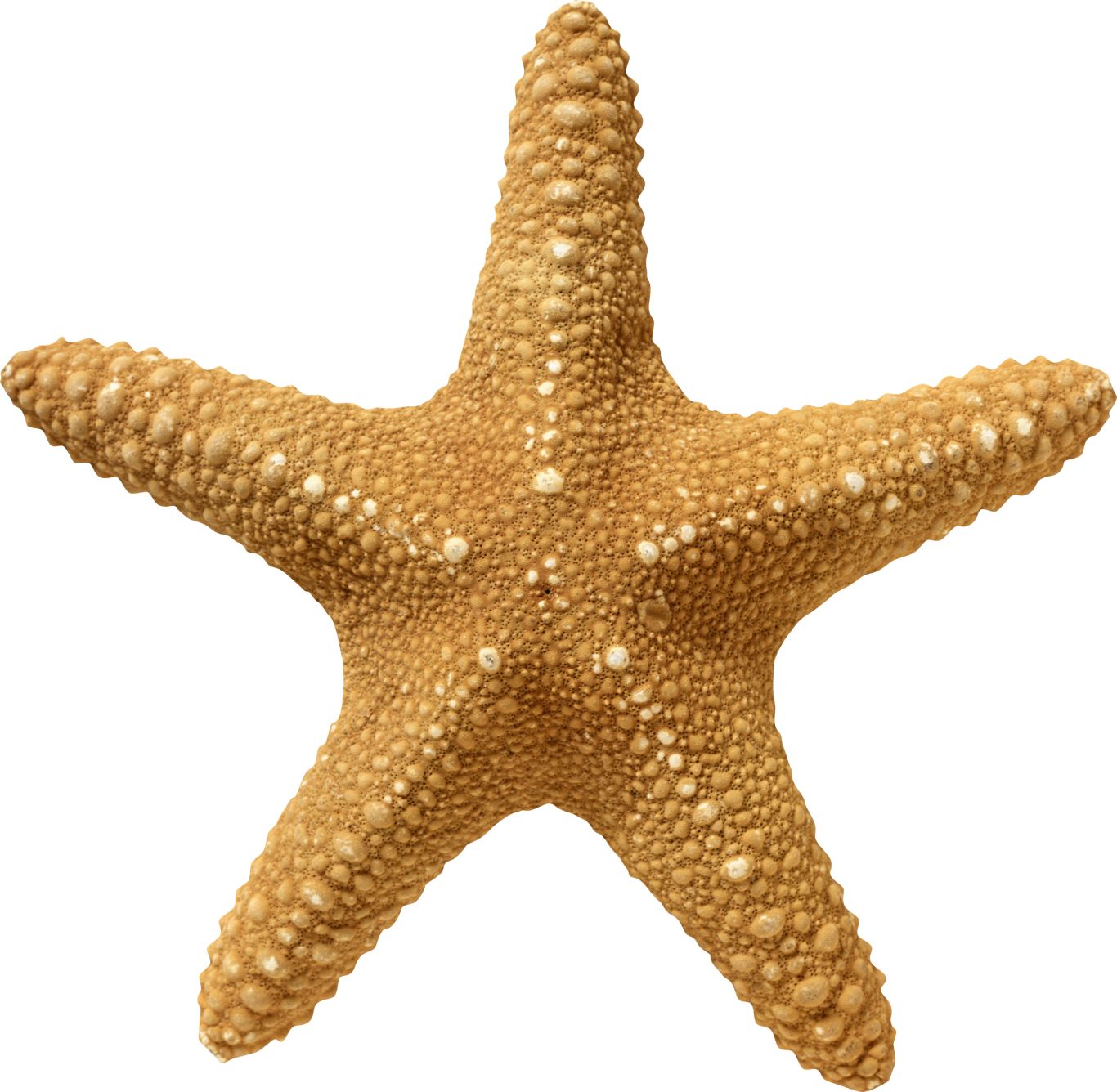 Starfish PNG    图片编号:37358