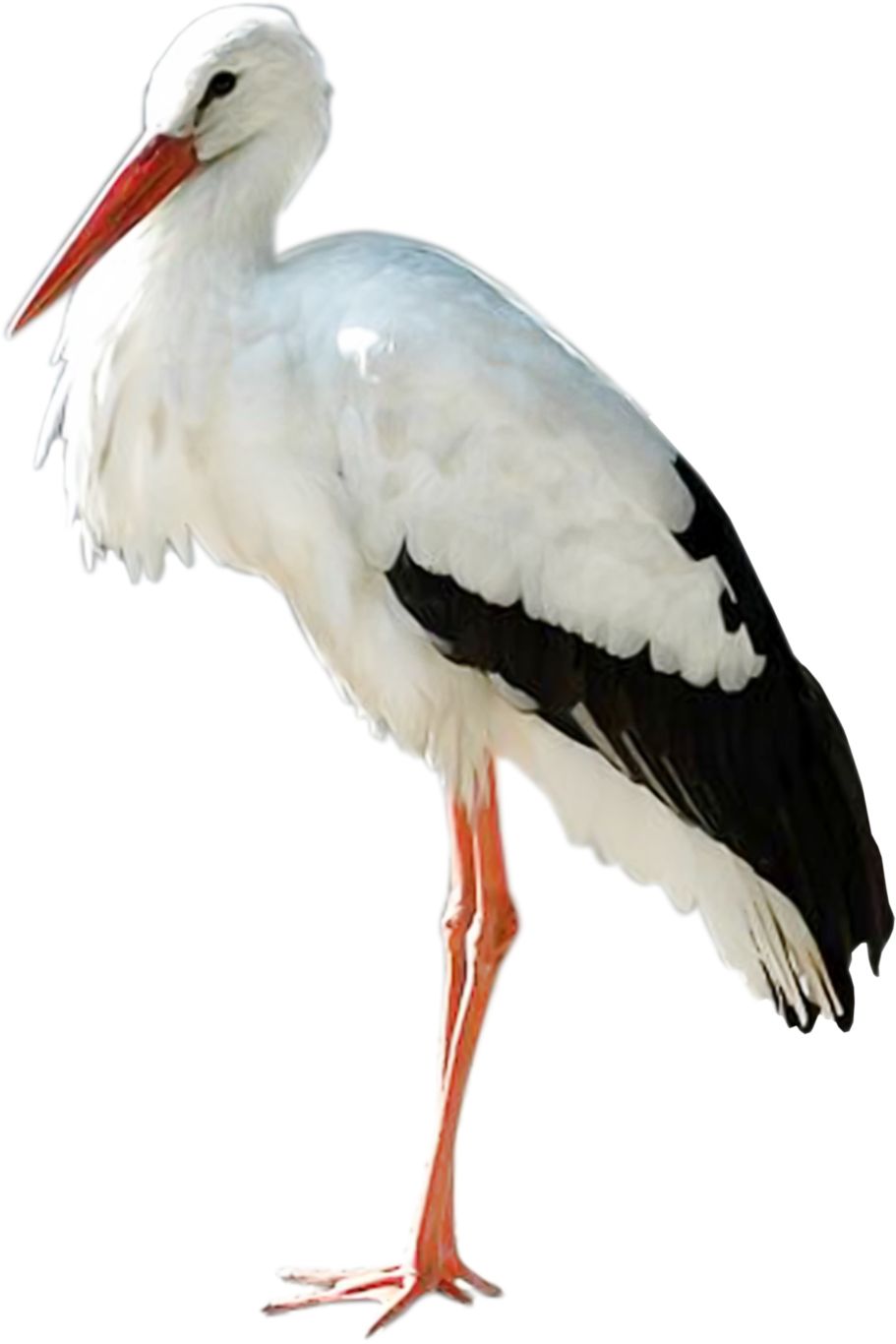 Stork PNG    图片编号:23873