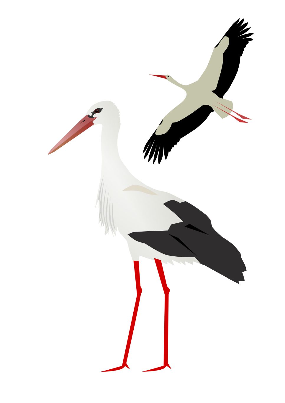 Stork PNG    图片编号:23886