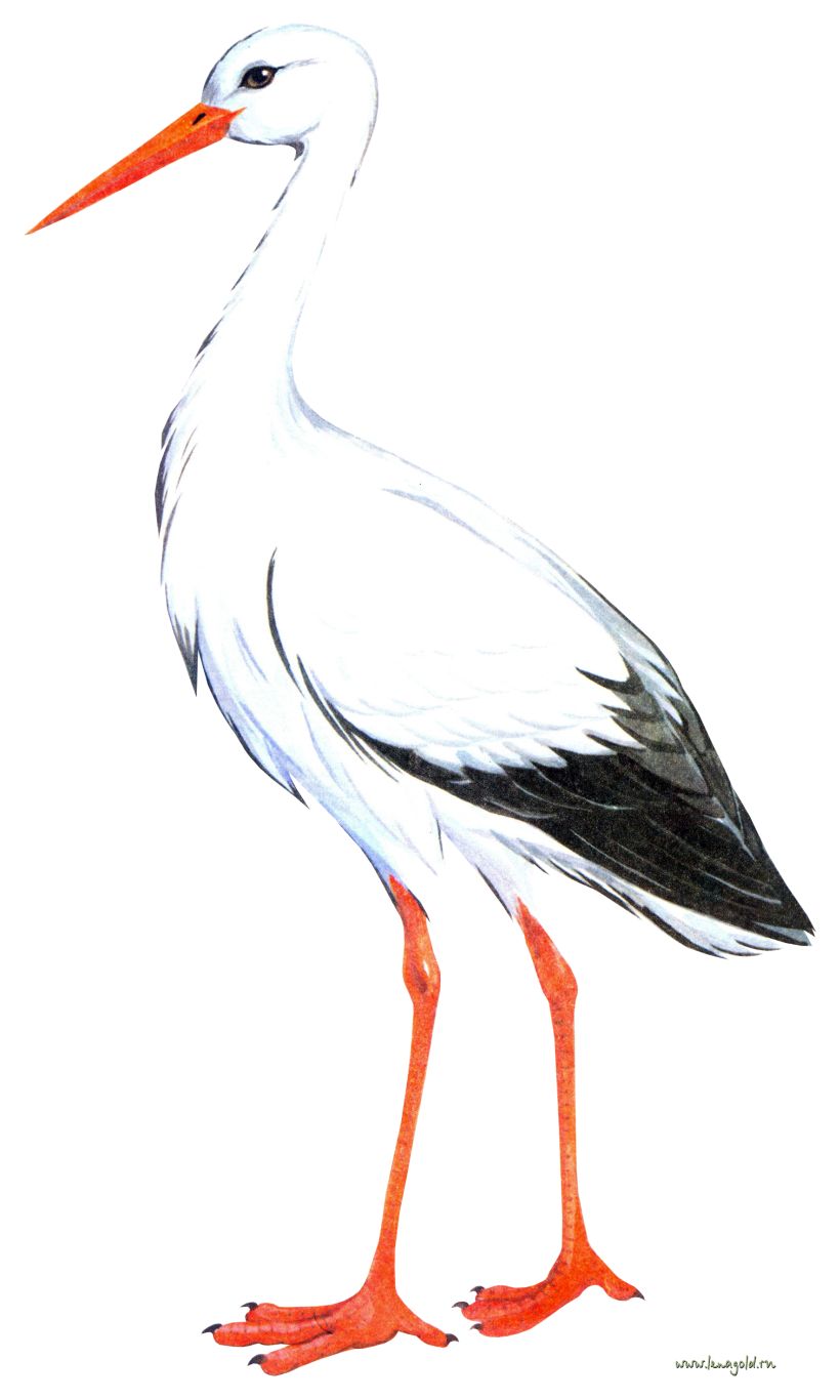 Stork PNG    图片编号:23874