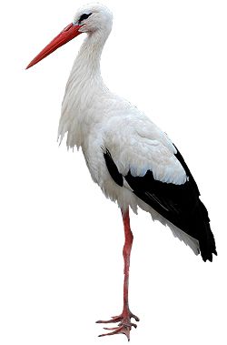 Stork PNG    图片编号:23899