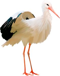 Stork PNG    图片编号:23875