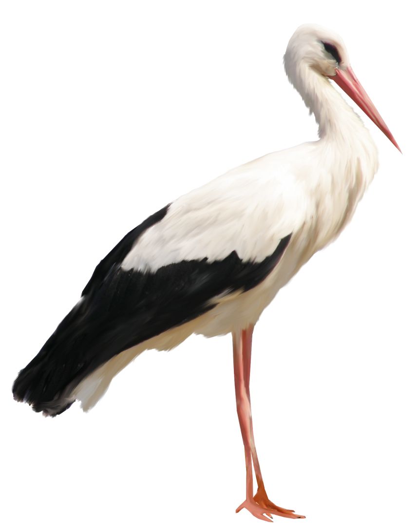 Stork PNG    图片编号:23903