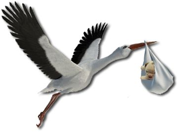 stork baby PNG    图片编号:23913
