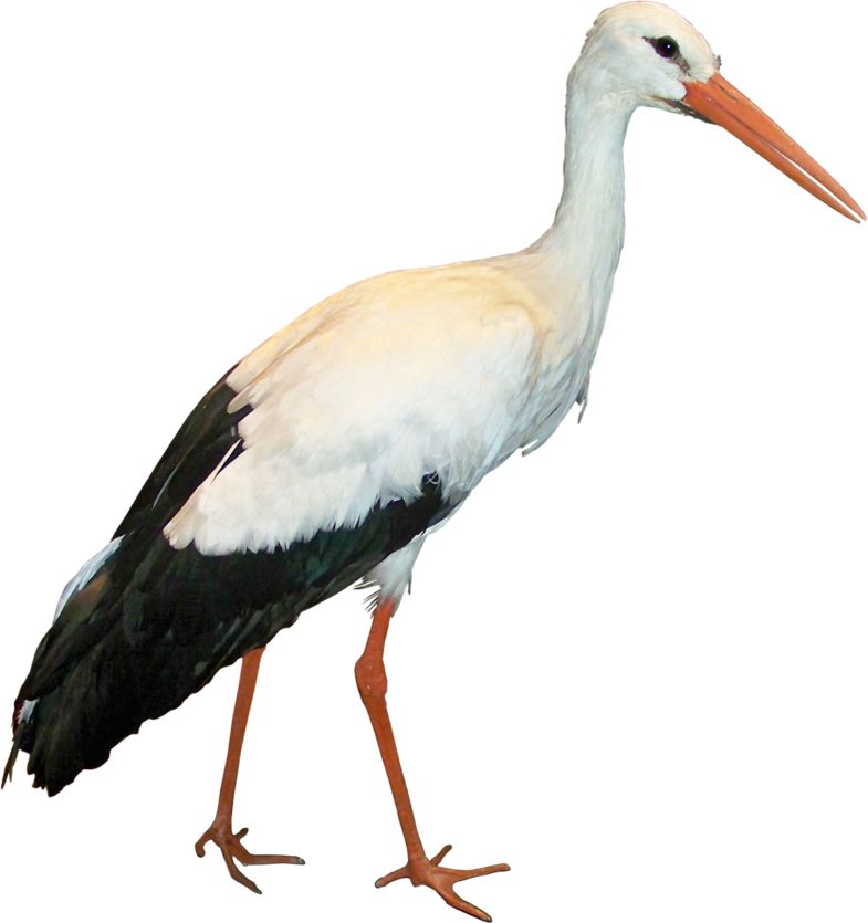 Stork PNG    图片编号:23918