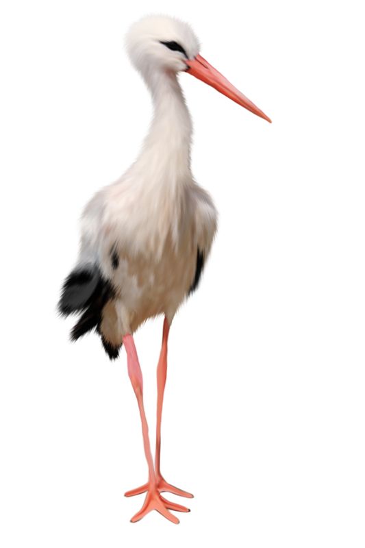 Stork PNG    图片编号:23919