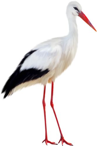 Stork PNG    图片编号:23880