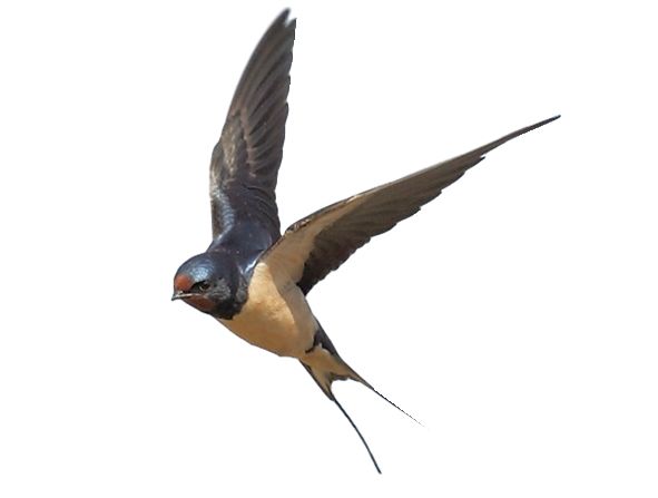 Swallow PNG    图片编号:67367