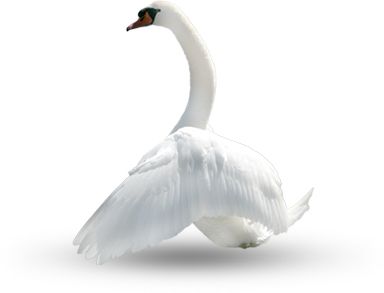 Swan PNG    图片编号:20163