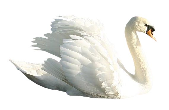 Swan PNG    图片编号:20165