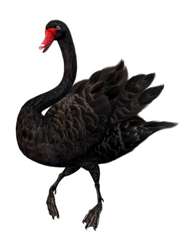 Black swan PNG    图片编号:20166