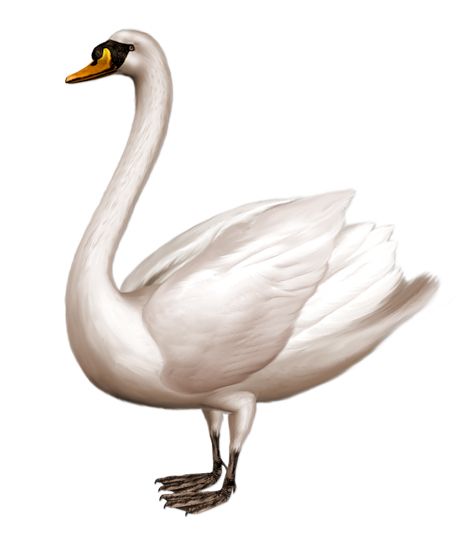 Swan PNG    图片编号:20167
