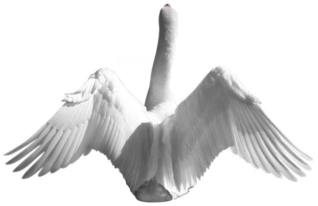 Swan PNG    图片编号:20168