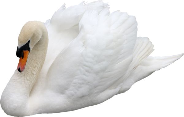 Swan PNG    图片编号:20169
