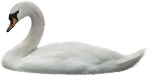 Swan PNG    图片编号:20171