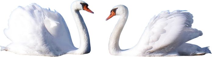 Swan PNG    图片编号:20173