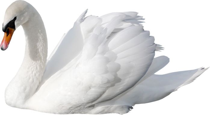 White swan PNG    图片编号:20176