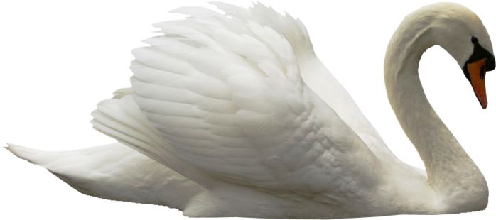 Swan PNG    图片编号:20177