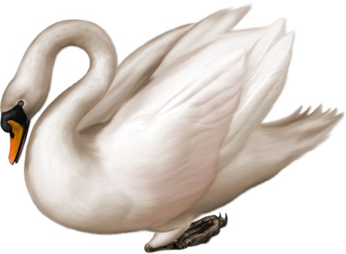 White swan PNG    图片编号:20153