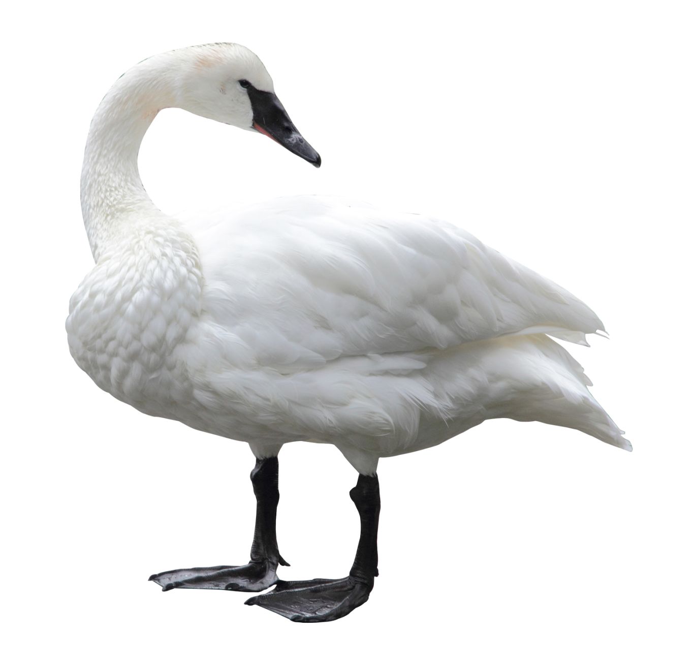 Swan PNG    图片编号:20180