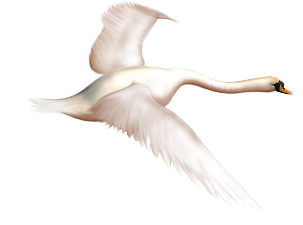 Swan PNG    图片编号:20181