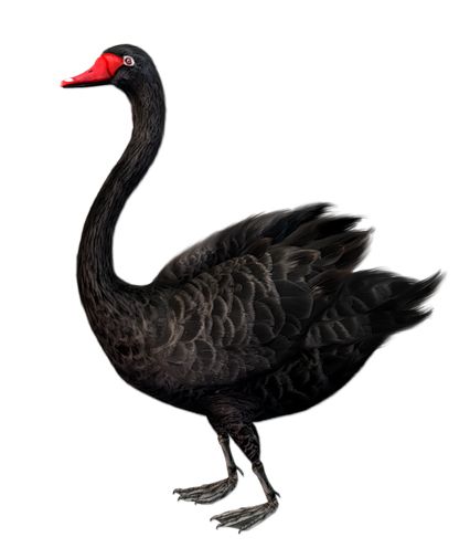 Black swan PNG    图片编号:20182