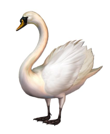 Swan PNG    图片编号:20183