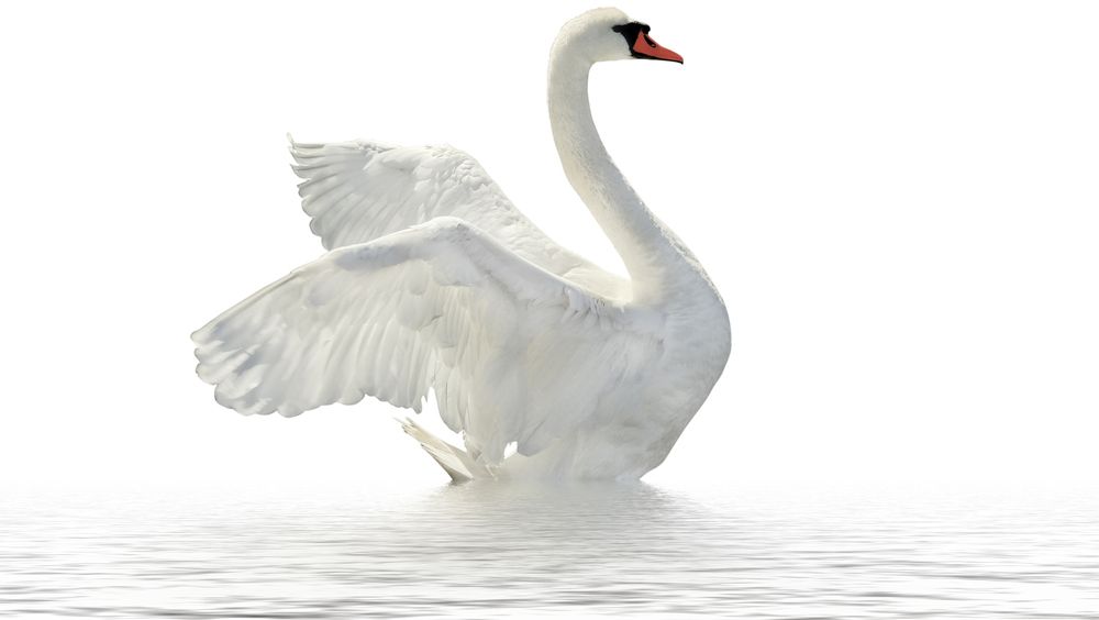 Swan PNG    图片编号:20184