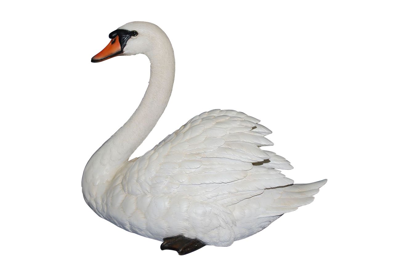 Swan PNG    图片编号:20185