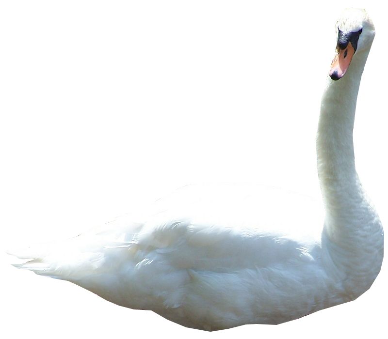 Swan PNG    图片编号:20186
