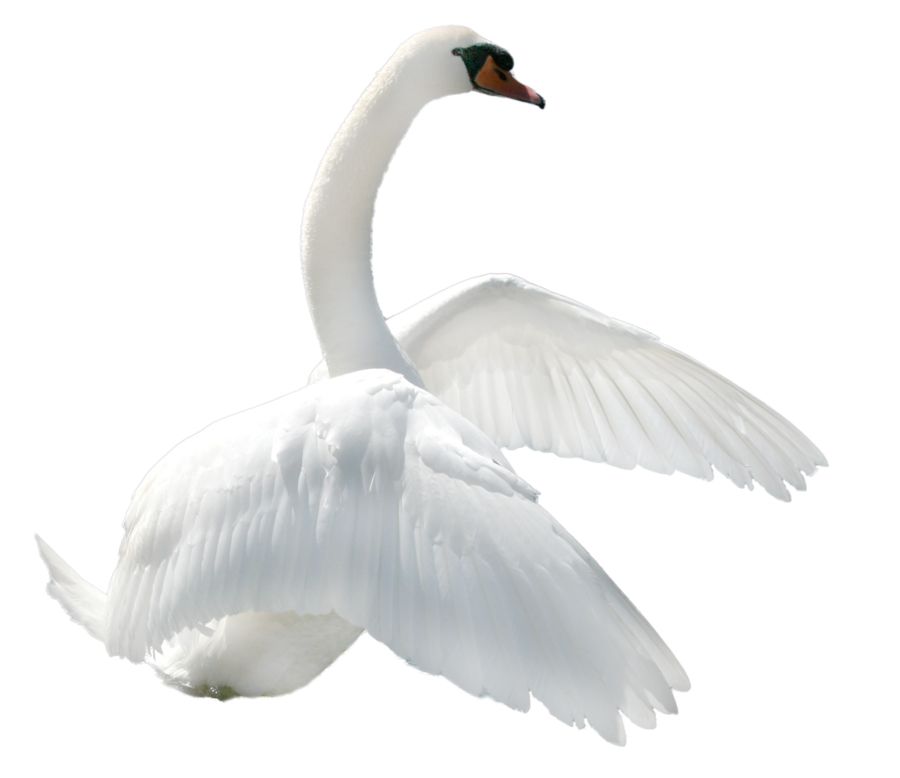 Swan PNG    图片编号:20187