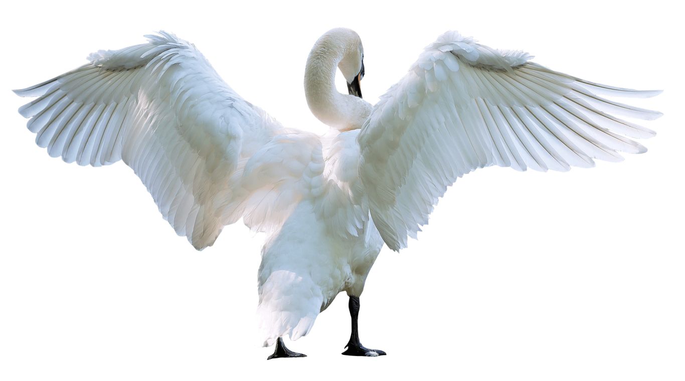 Swan PNG    图片编号:20188