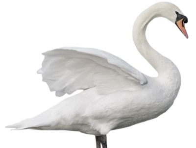 Swan PNG    图片编号:20191