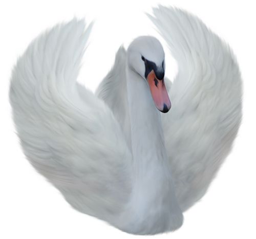 Swan PNG    图片编号:20197