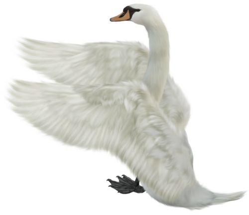 Swan PNG    图片编号:20198