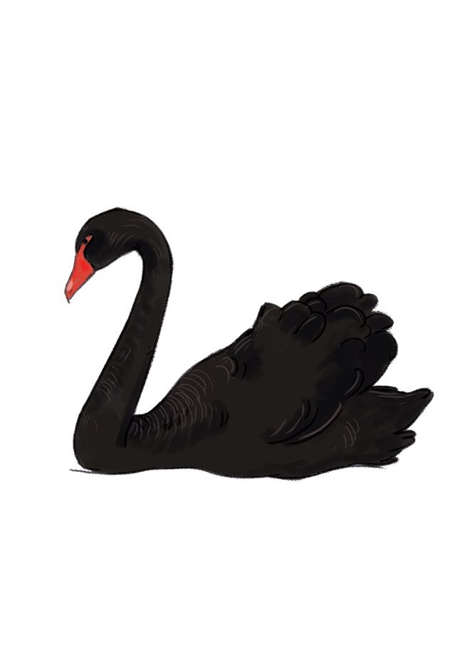 Black swan PNG    图片编号:20199