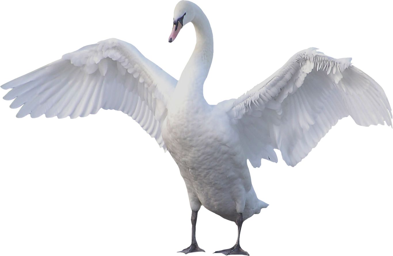 Swan PNG    图片编号:20201