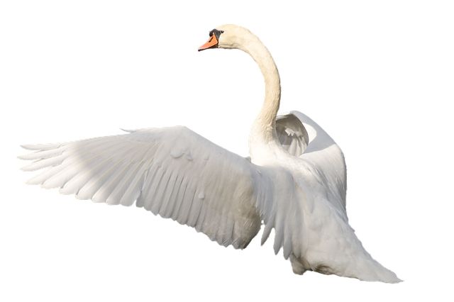 Swan PNG    图片编号:20202