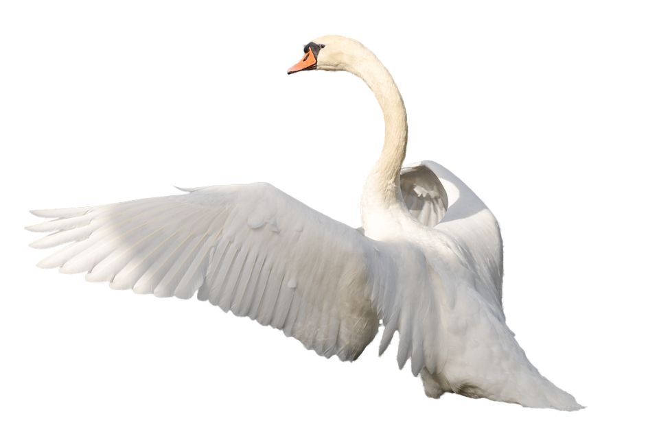 Swan PNG    图片编号:20203