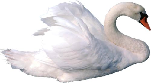 White swan PNG    图片编号:20204