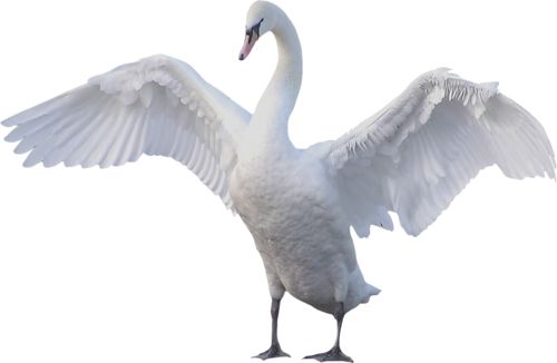 Swan PNG    图片编号:20205
