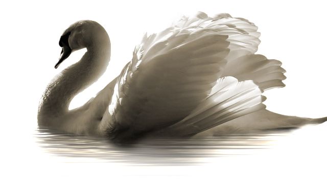Swan PNG    图片编号:20206