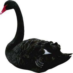 Black swan PNG    图片编号:20208