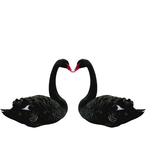 Black swan PNG    图片编号:20209