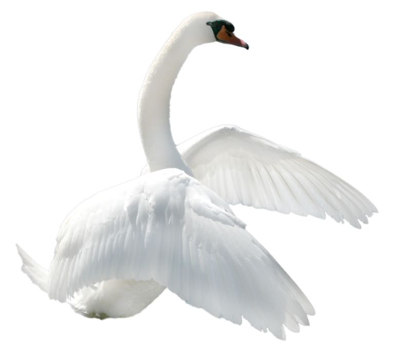 Swan PNG    图片编号:20156