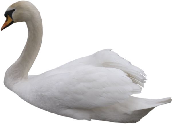 White swan PNG    图片编号:20210