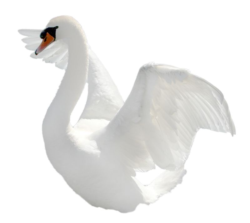 Swan PNG    图片编号:20157