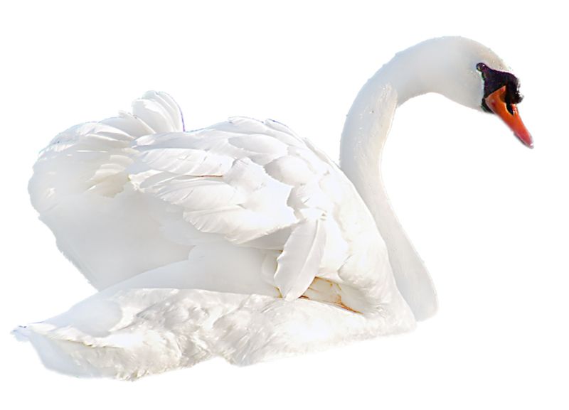 Swan PNG    图片编号:20158