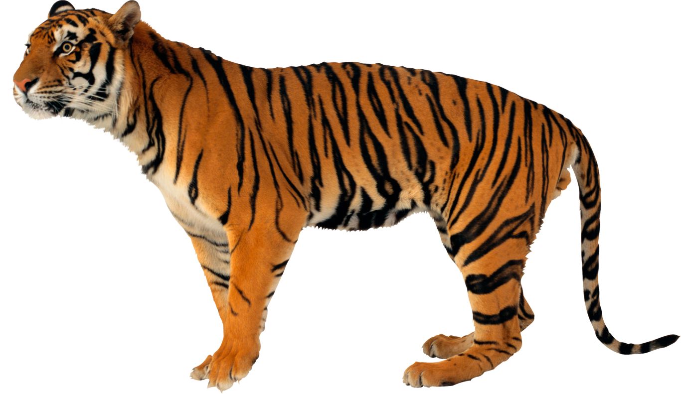 Tiger PNG    图片编号:23218